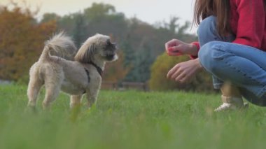 Kadın yeşil çimlerde sevimli shih tzu köpeğiyle oynuyor.