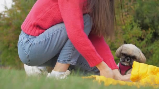Owner gives snacks to shih tzu dog sitting on green field — Stock Video