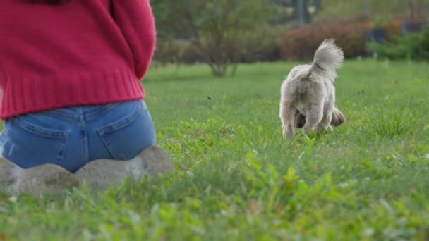 Donna lancia bastone di legno giocare con shih tzu cane nel parco — Video Stock