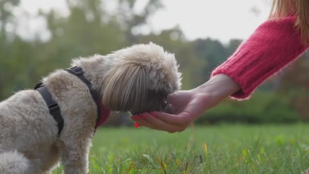 Собака з шиї в грудях їсть ліки від рук жінки. — стокове відео