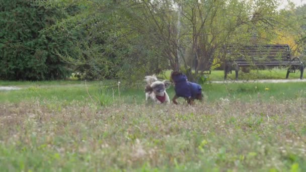 Shih tzu hond en Doberman puppy spelen op gras in de tuin — Stockvideo