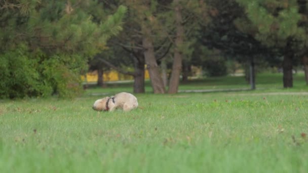 Shih tzu hond en Doberman puppy lopen langs groen gras — Stockvideo