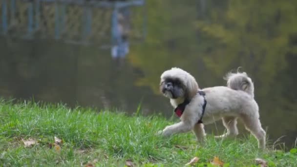 Shih tzu pies spacery wzdłuż bujnej trawy na brzegu jeziora w parku — Wideo stockowe