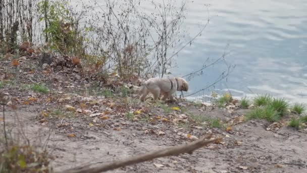 Shih tzu dog comes to calm lake along bank with dry leaves — Stock Video