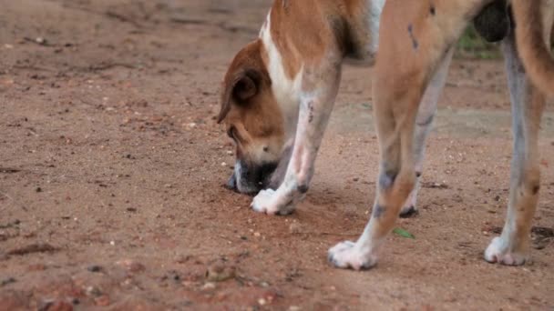 Άστεγο σκυλί sniffs και σκάβει καβούρια από υγρή άμμο παραλία — Αρχείο Βίντεο