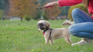 Sahibi Shih Tzu köpeğiyle oynuyor.