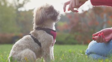 Sahibi, parkta çimenlikteki komik shih tzu köpeğine abur cubur veriyor.