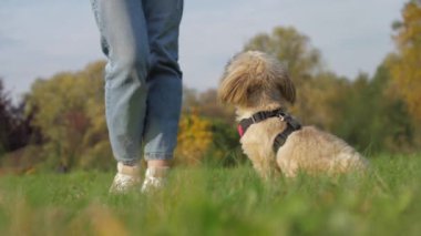 Şirin shih tzu köpeği yeşil çayırda oturan kadının yanında oturuyor.