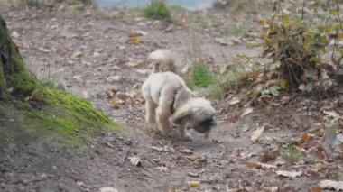 Garip shih tzu köpeği kırsal yolda yürüyen çöplerin kokusunu alır.