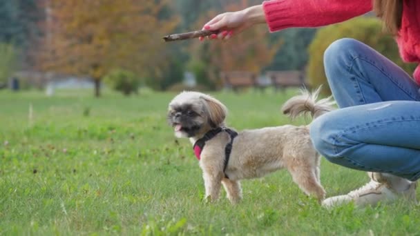 Proprietario gioca con shih tzu cane mostrando bastone sul campo verde — Video Stock