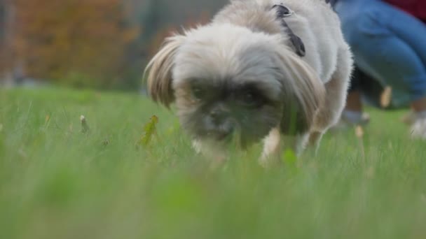 Shih tzu Hund im Brusthalsband spaziert über grünes Wiesengras — Stockvideo