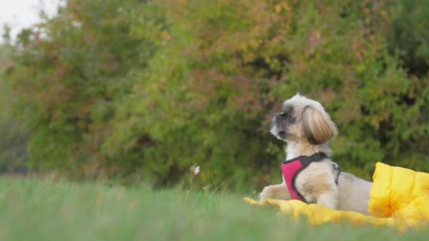 Shih-Tzu-Hund läuft Frau über grüne Wiese im Park hinterher — Stockvideo