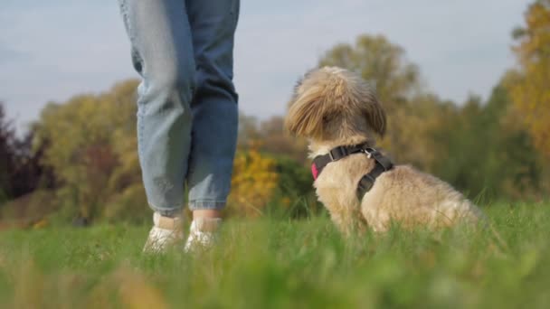 Süßer Shih Tzu Hund sitzt neben Frauchen auf grüner Wiese — Stockvideo