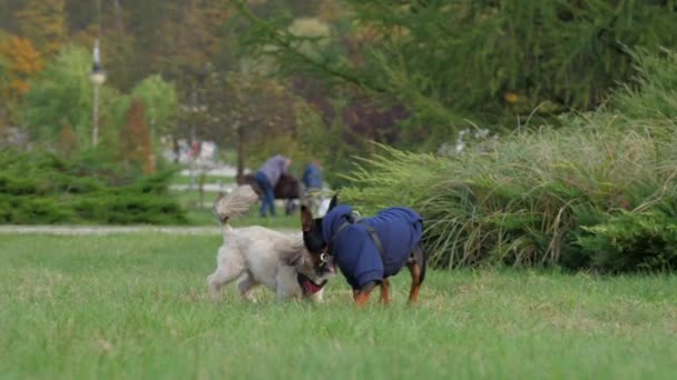 Shih-tzu-Hund mit Dobermann-Welpe beißt auf grünem Rasen — Stockvideo
