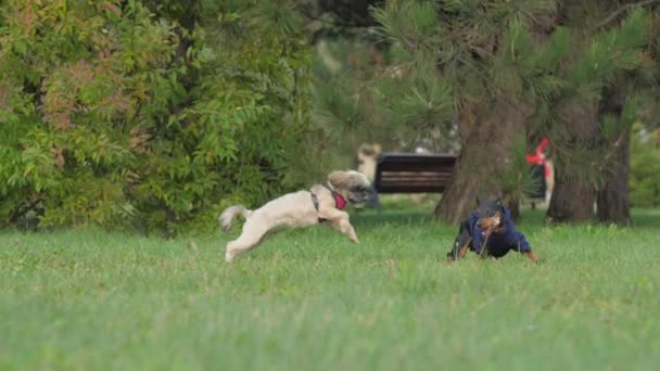 Shih-Tzu-Hund und Dobermann-Welpe laufen neben Frauchen — Stockvideo