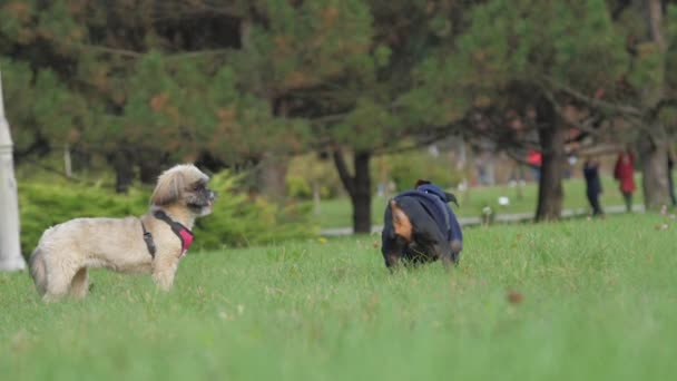 Amigável shih tzu e Doberman filhotes saltar jogando no gramado — Vídeo de Stock
