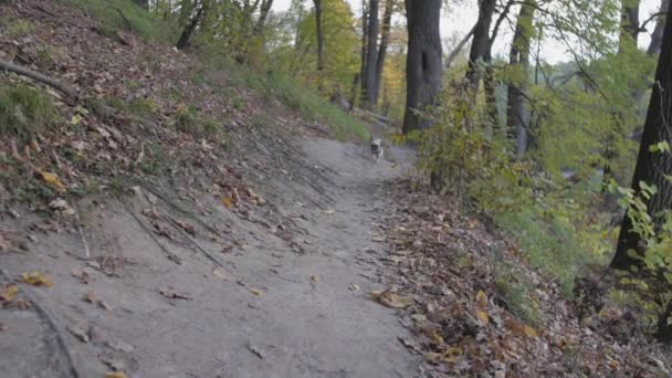 Flauschiger Shih-Tzu-Hund läuft ländliche Straße entlang auf Hügel im Wald — Stockvideo