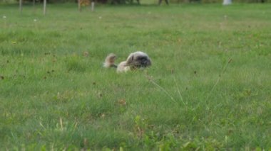 Sopalı Shih tzu köpeği parkta bir kadınla oynuyor.