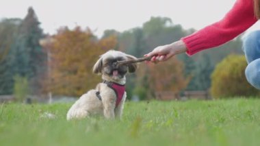 Kadın yeşil alanda sopa gösteren shih tzu köpeğiyle oynuyor.