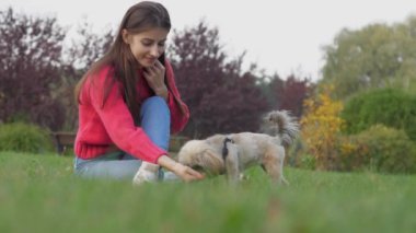 Sahibi parkta yeşil alanda oturan şirin shih tzu köpeğini besliyor.