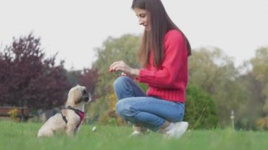 Bayan, yeşil çayırda abur cuburlu shih tzu köpeği besliyor.