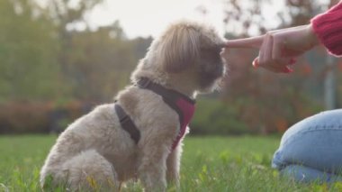 Kadın burna dokunur ve tüylü shih tzu köpeğinin saçını çeker.