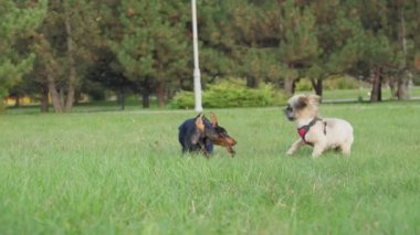 Shih tzu köpeği çimenlikte Doberman köpek yavrusu koşusu ile oynuyor.