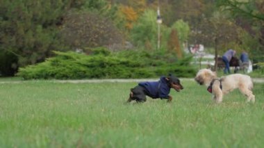 Shih tzu köpeği ve Doberman köpek yavrusu yeşil çimenlerde zıplayarak oynuyorlar.
