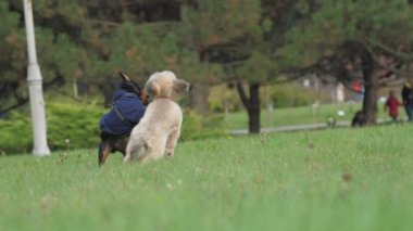 Shih tzu ve Doberman yavruları yeşil alanda oynuyorlar.