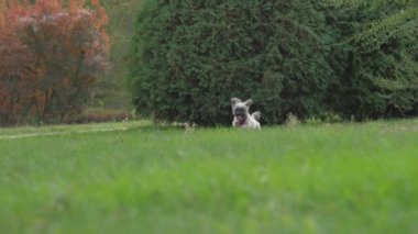 Sevimli shih tzu köpeği şehir parkında çimenlerde koşuyor.