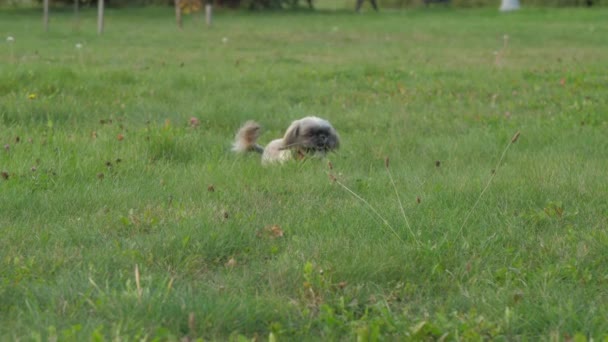 Shih tzu pies z kijem bawi się z kobietą na trawniku w parku — Wideo stockowe