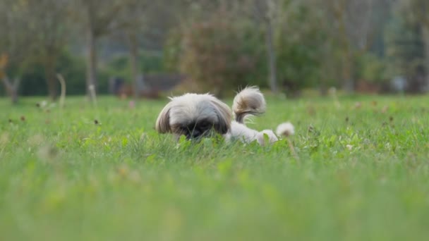 Shih tzu pies wstaje i czuje trawę łąki w parku — Wideo stockowe