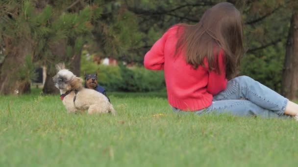 女人在草地上射杀了有趣的石子狗和杜宾犬 — 图库视频影像