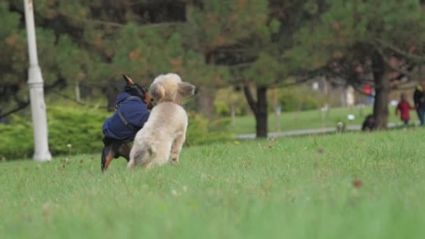Shih tzu i Doberman biegają bawiąc się na zielonym polu. — Wideo stockowe