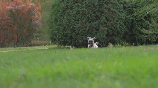 Adorable shih tzu pies biegnie wzdłuż trawy w parku miejskim — Wideo stockowe