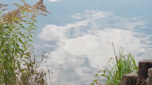 Huzurlu göl, yansıyan bulutlar ve kıyıda çiçekler — Stok video