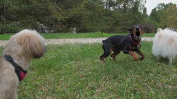 Doberman kölyök ugrik shih tzu és pomerániai kutyák — Stock videók