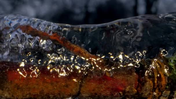 Gałąź drzewna koloru brązowego pokryta przezroczystym lodem — Wideo stockowe