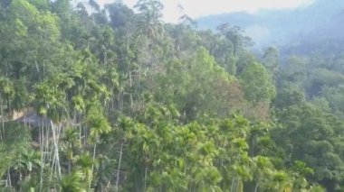 Dağda eski binalar ve palmiye ağaçları olan vahşi yağmur ormanları