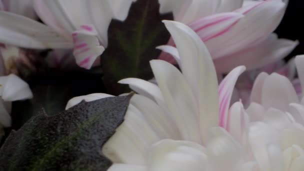 Beweging verleden chrysanten met roze strepen op bloemblaadjes — Stockvideo