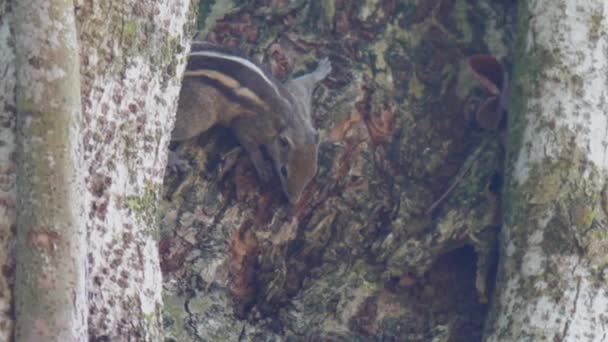 Ciekawa wiewiórka siedzi za zielonymi liśćmi na drzewie. — Wideo stockowe