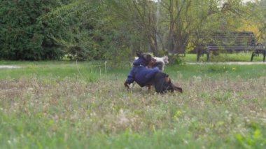 Shih tzu köpeği ve Doberman köpeği parkta yeşil alanda oynuyorlar.