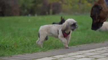 Komik shih tzu parkta asfalt yolda Mastrom 'un yanından geçiyor.