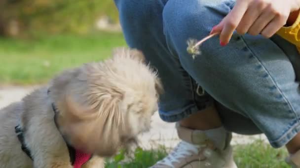 Shih Tzu beißt Löwenzahn beim Spielen mit Frau auf grünem Rasen — Stockvideo