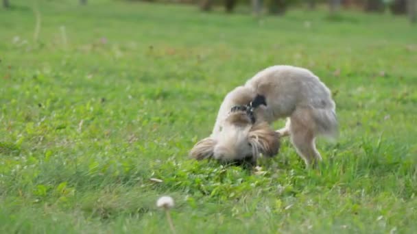 Frau wirft Stock beim Spielen mit Shih-Tzu-Hund auf grüne Wiese — Stockvideo