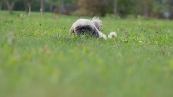 Flauschiger Shih Tzu Hund knabbert Stock im grünen Feldgras liegend — Stockvideo