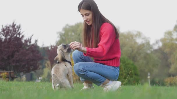 Žena dává lahůdku Shi Tzu psa na zelené louce v parku — Stock video