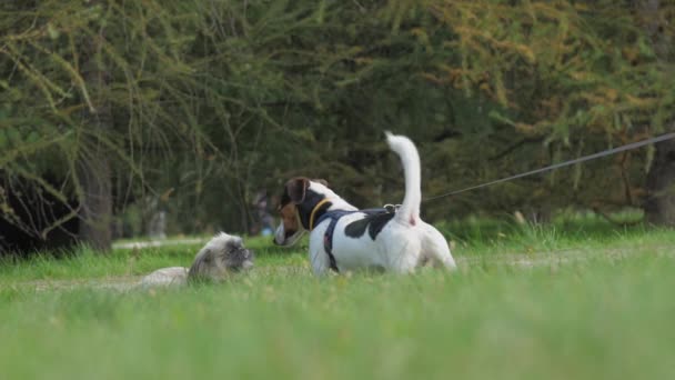 Shih tzu och jack rassel terier ha kul på frodiga gröna fältet — Stockvideo