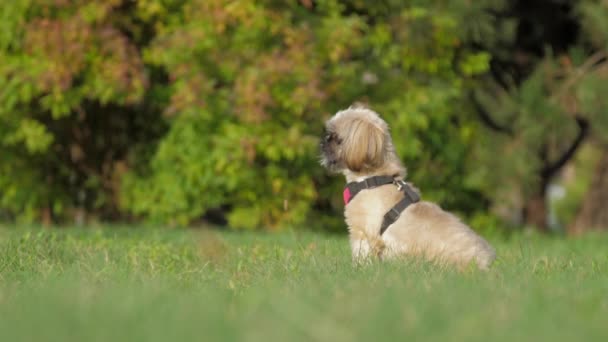 Lustiger Shih Tzu Hund mit Brusthalsband ruht im grünen Feld — Stockvideo