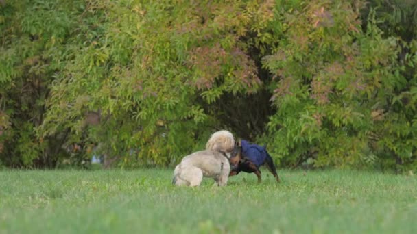 Verspielter Shih Tzu Hund und Dobermann Welpe haben Spaß auf dem Feld — Stockvideo